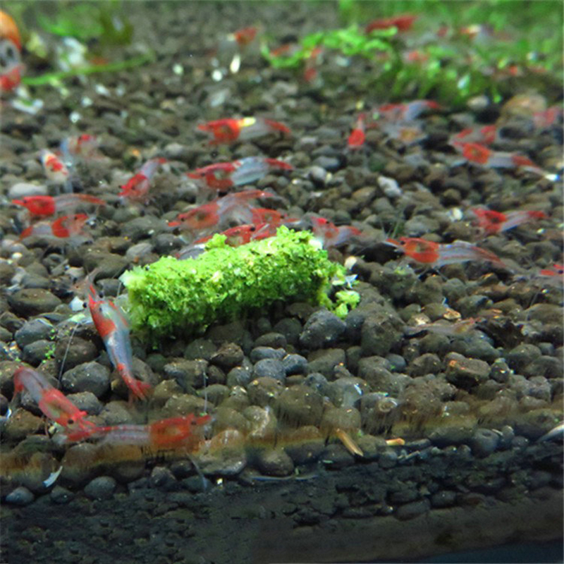 NEW 1 Bag 35g Crystal Red Shri - Aquarium Fish Holiday Food recension och pris